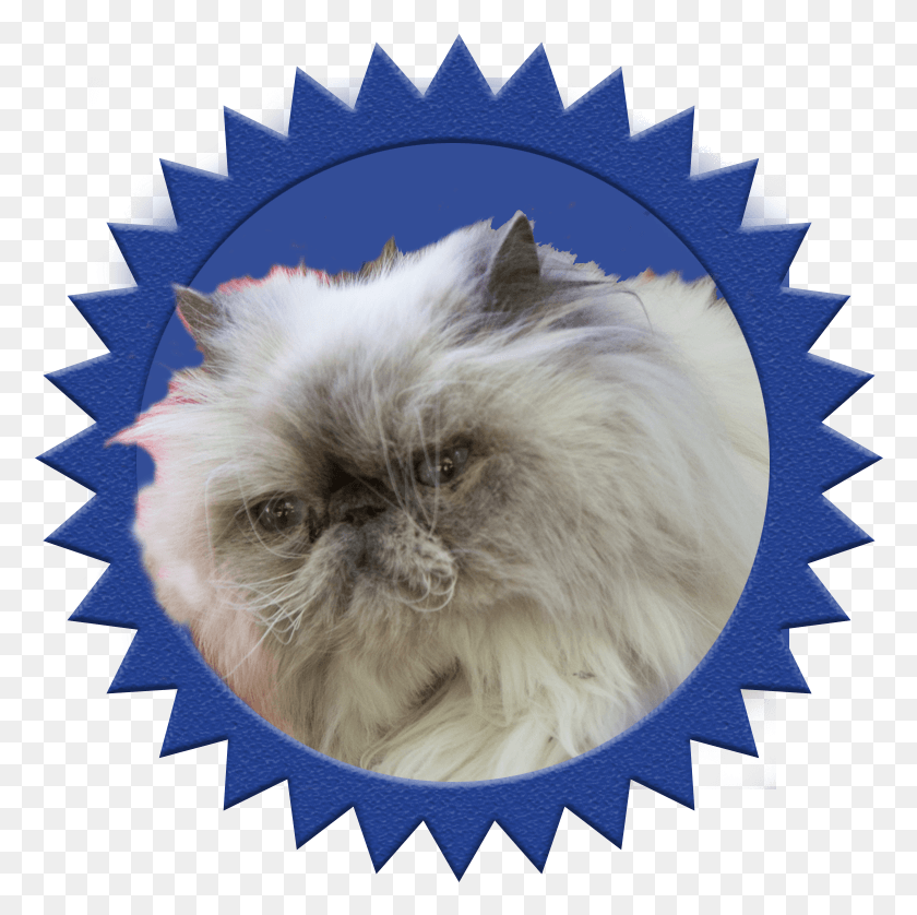 778x778 We Were Having Dinner With Company And We Put Candles 10 Years Limited Warranty, Angora, Cat, Pet HD PNG Download