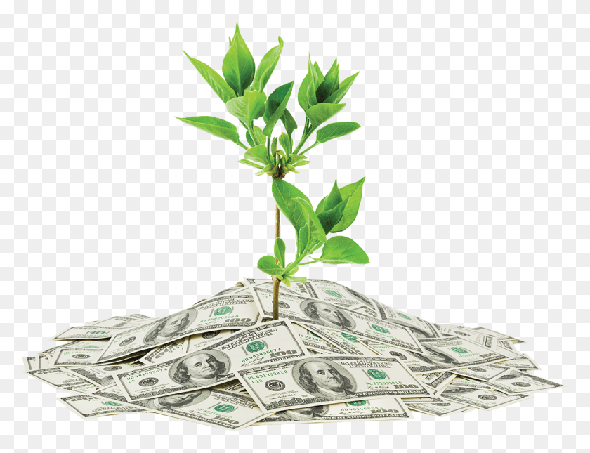 1182x888 Wealth Transparent Image Pays To Be Green, Money, Dollar, Plant HD PNG Download