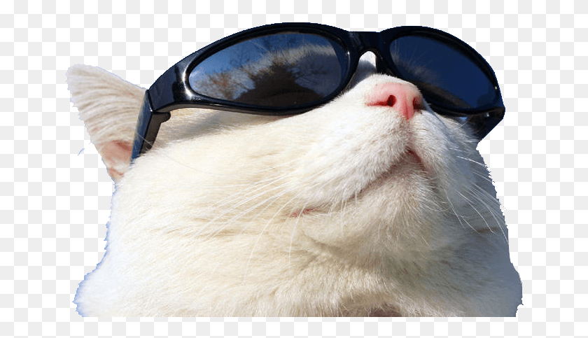 656x423 Wearing Cat Github Sunglasses Sunscreen Free Transparent Gato De Oculos De Sol, Glasses, Accessories, Accessory HD PNG Download