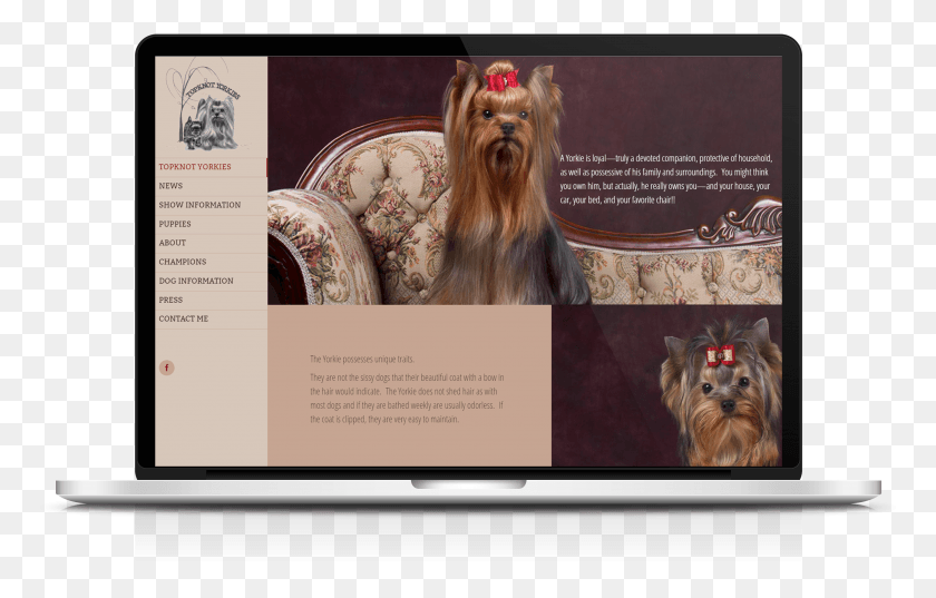 3585x2196 Website Design Amp Development For Topknot Yorkies Yorkshire Terrier HD PNG Download