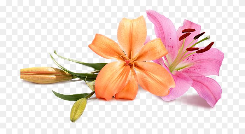 701x399 Wedding Flowers Peach Wedding Flower, Plant, Blossom, Petal HD PNG Download
