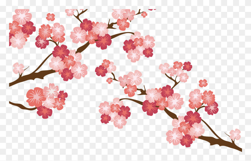 1668x1029 Wedding Invitation National Cherry Blossom Festival Japanese Cherry Blossom, Plant, Flower, Petal HD PNG Download