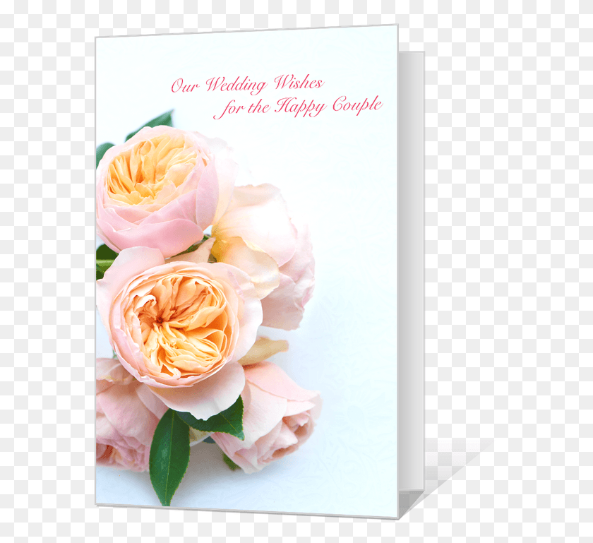 579x709 Свадебные Пожелания Гибридная Чайная Роза, Растение, Цветок, Цветение Hd Png Скачать