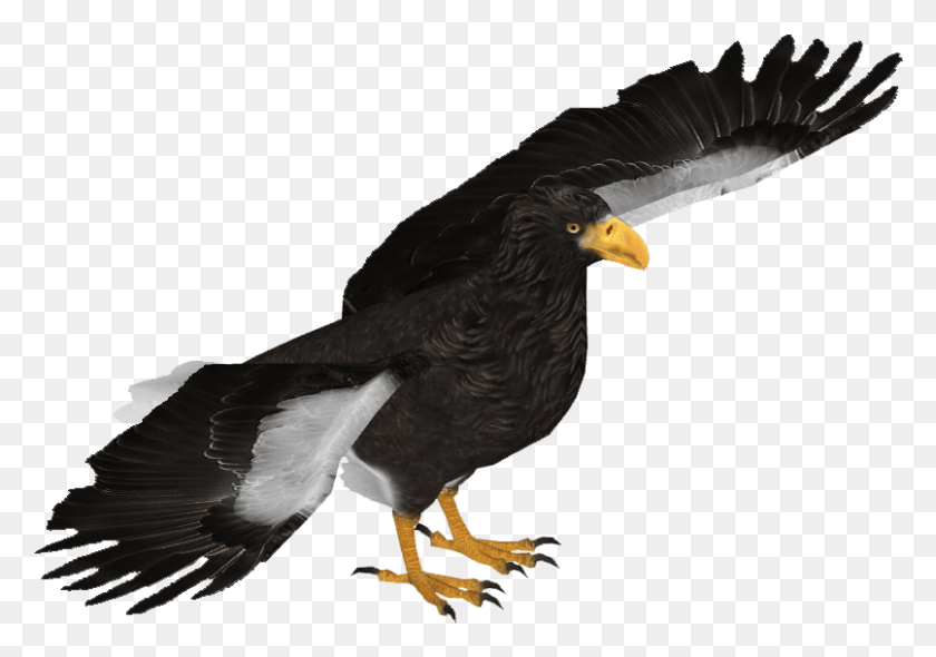 806x548 Águila De Cola De Cuña Png / Águila Hd Png