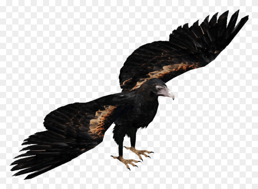 805x575 Wedge Tailed Eagle Australian Wedge Tailed Eagle, Bird, Animal, Vulture HD PNG Download