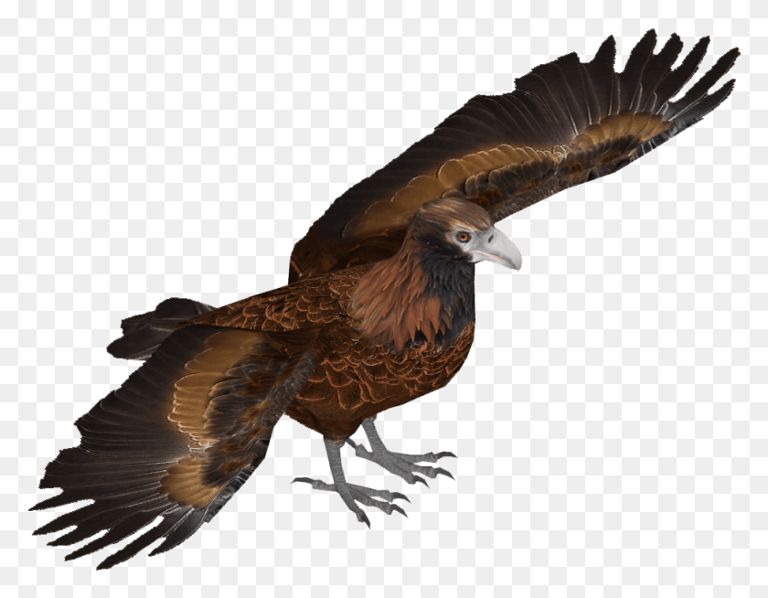 971x740 Wedge Tailed Eagle Eastern Imperial Eagle, Bird, Animal, Vulture HD PNG Download