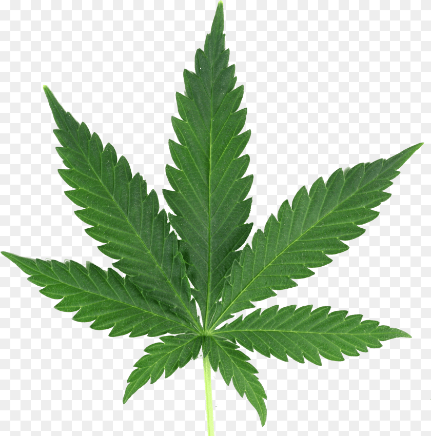 Weed, Leaf, Plant, Hemp Clipart PNG