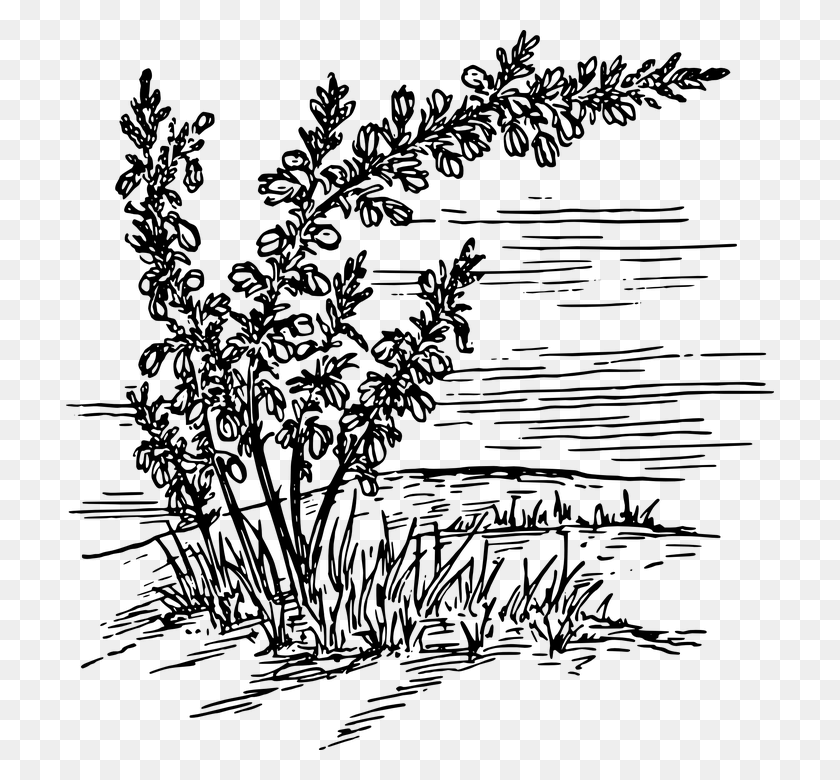 708x720 Weed Clipart Wild Plant Heather Clipart, Gray, World Of Warcraft HD PNG Download