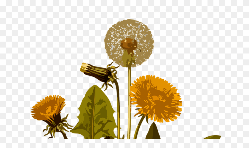 1600x900 Одуванчик Одуванчик, Растение, Цветок, Цветение Png Скачать