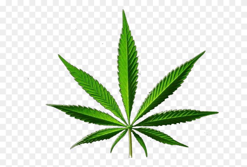 651x506 Weed Joint Transparent Mlg Sativa Indica, Plant, Hemp HD PNG Download