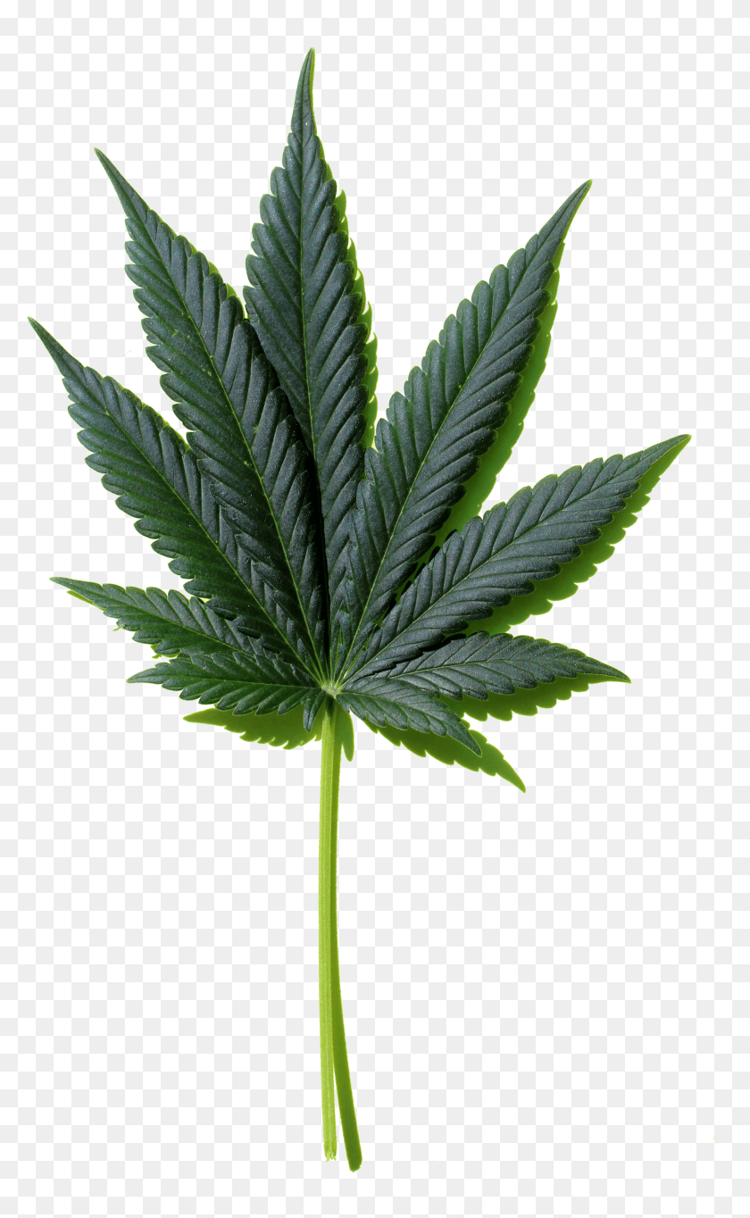2397x4008 Weed Leaf Marijuana Leaf HD PNG Download