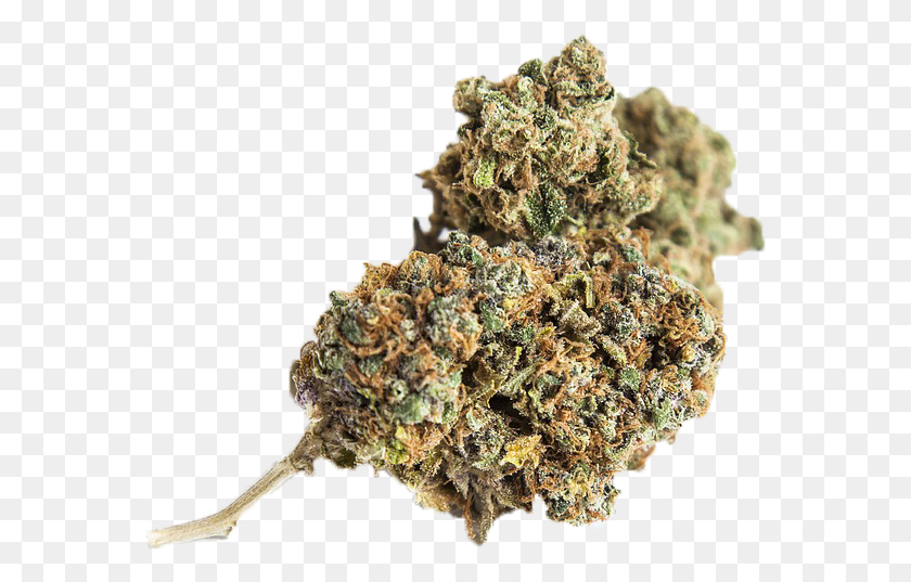 573x477 Weed Nugget Ontario Cannabis Store Review, Растение, Медоносная Пчела, Пчела Hd Png Скачать