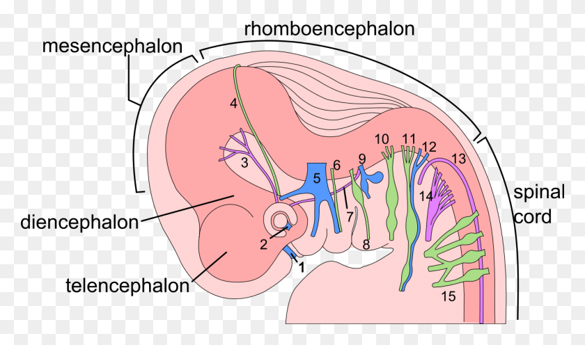 1280x716 Week Human Embryo Nervous System Embryonic Origin Of Cranial Nerves, Ear, Diagram, Stomach HD PNG Download