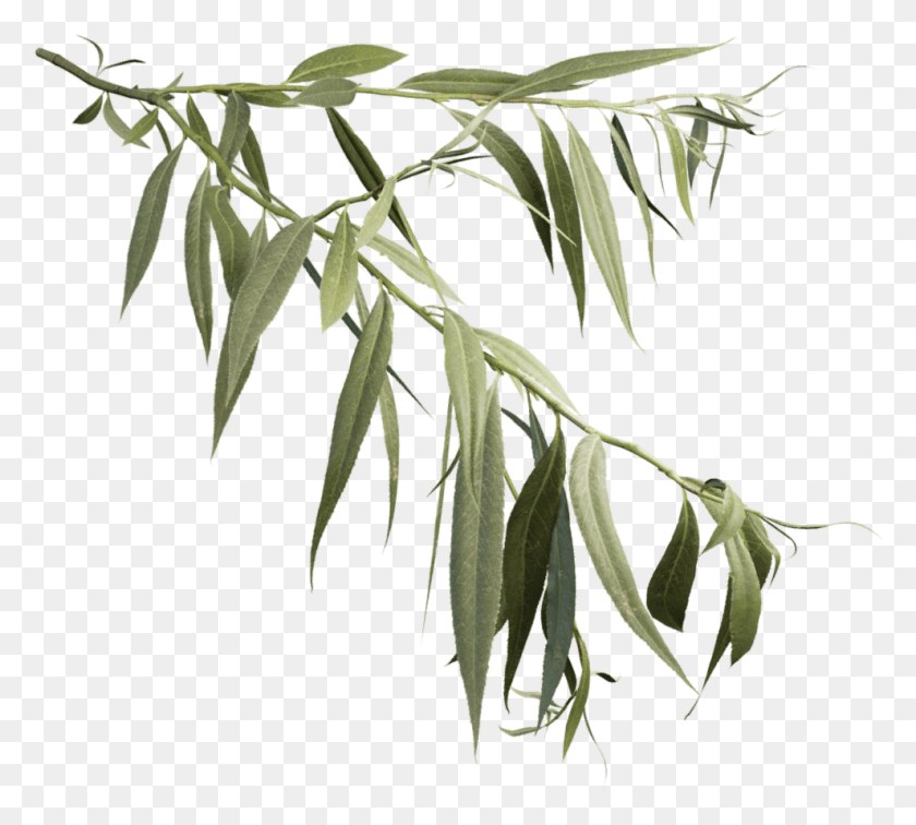 989x883 Weeping Willow Branch White Willow, Leaf, Plant, Tree HD PNG Download