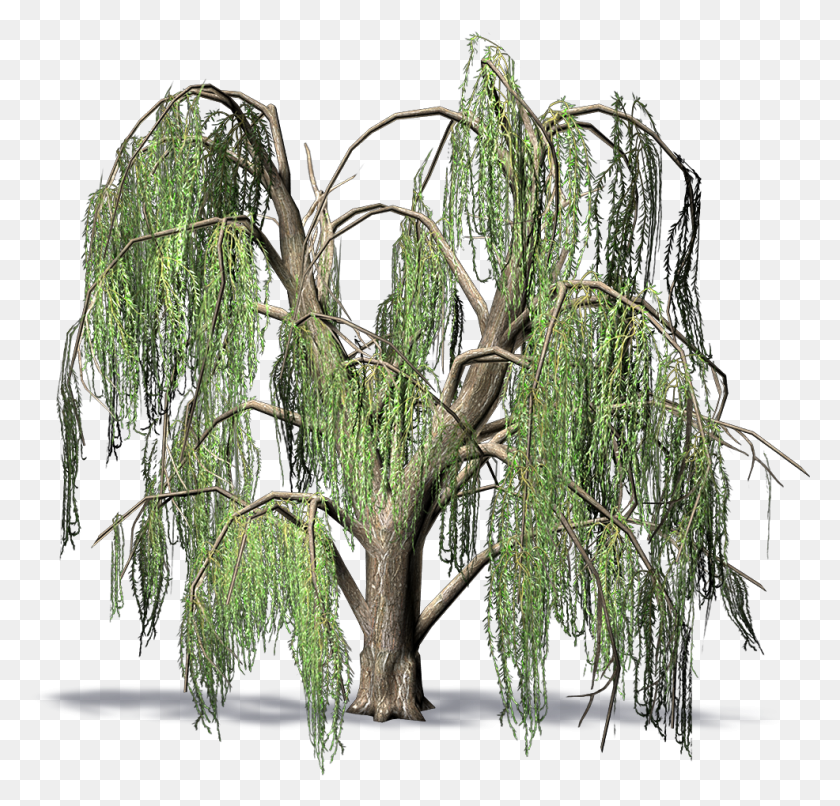 986x944 Weeping Willow Pond Pine, Tree, Plant HD PNG Download