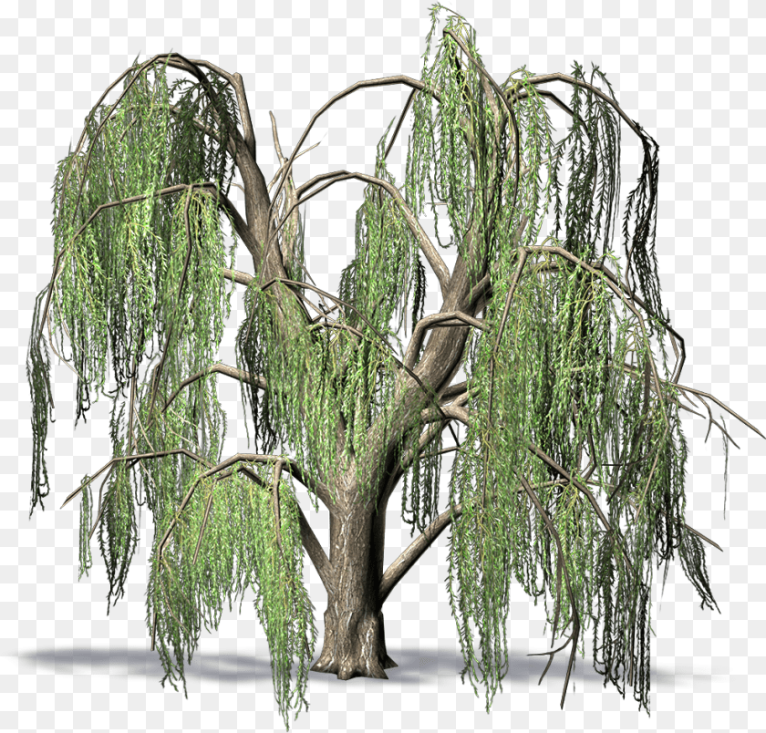 986x944 Weeping Willow Weeping Willow, Plant, Tree Sticker PNG