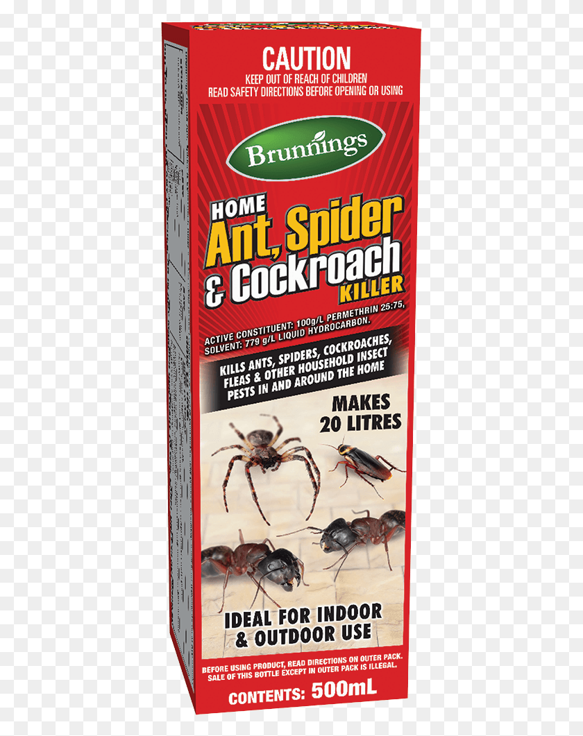 377x1001 Weevil, Spider, Invertebrate, Animal HD PNG Download