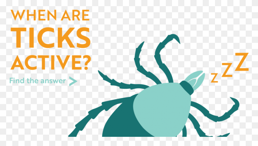 908x486 Weevil, Tick, Animal, Poster HD PNG Download