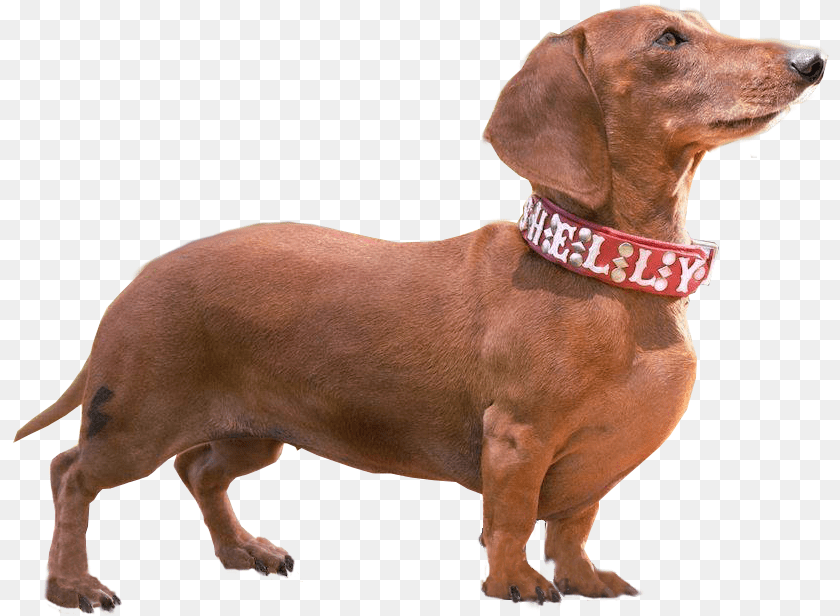 Weiner Dog Weiner Dog, Accessories, Snout, Animal, Canine PNG