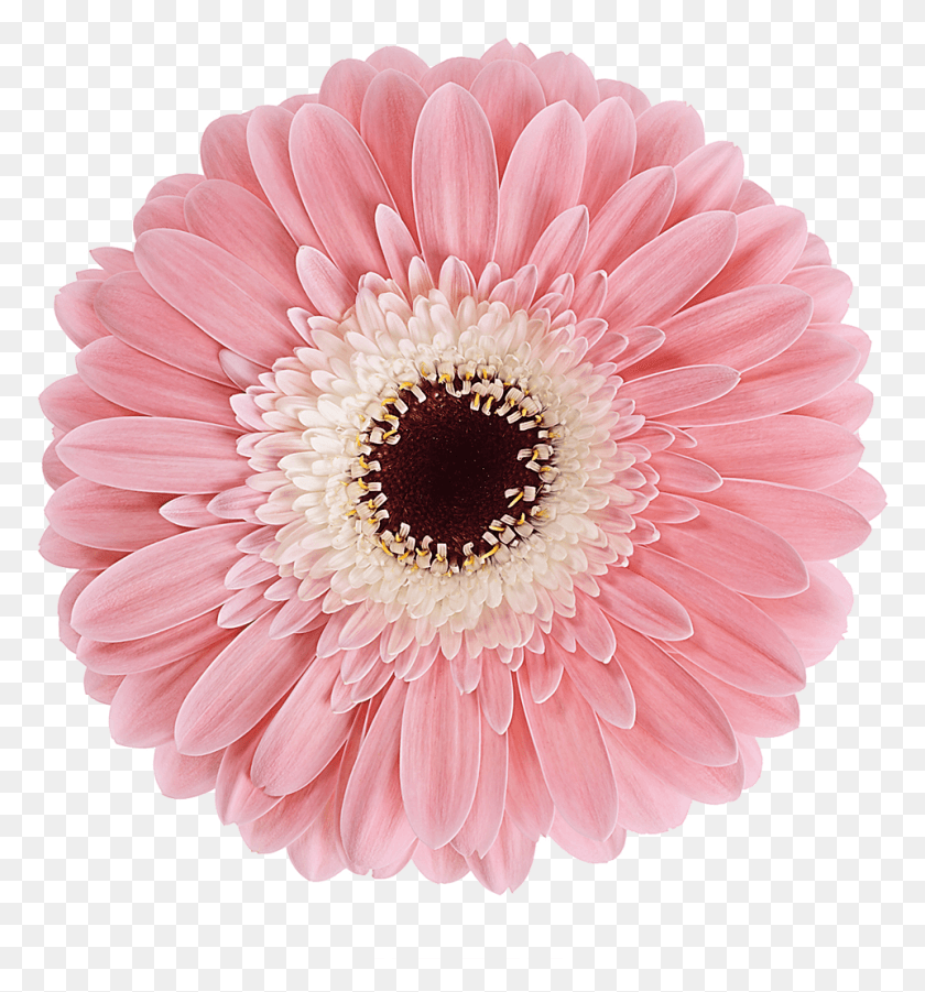 961x1037 Welcome To Gerbera Diabolo, Plant, Flower, Blossom HD PNG Download