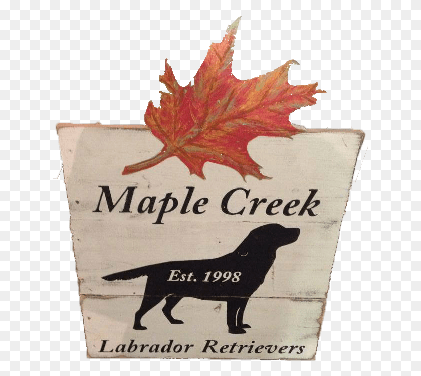630x690 Welcome To Maple Creek Labrador Retrievers Maple Leaf, Leaf, Plant, Text HD PNG Download