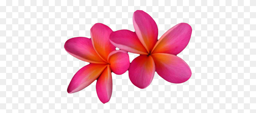 422x312 Добро Пожаловать В Северные Тропические Растения Розовый Формат Франжипани, Лепесток, Цветок, Растение Hd Png Скачать