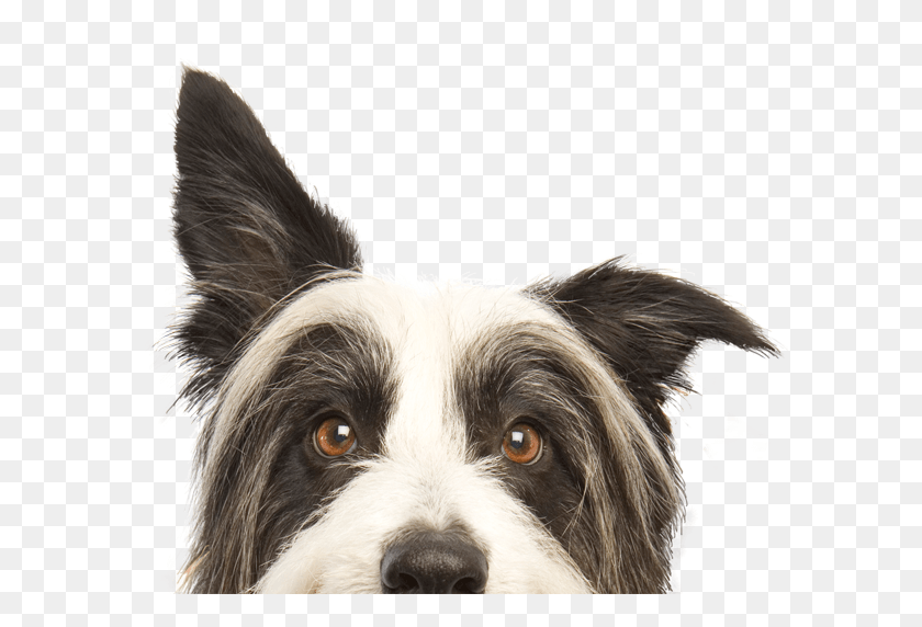 597x512 Welcome To Summit Antler Chews Peeping Dog, Pet, Canine, Animal HD PNG Download