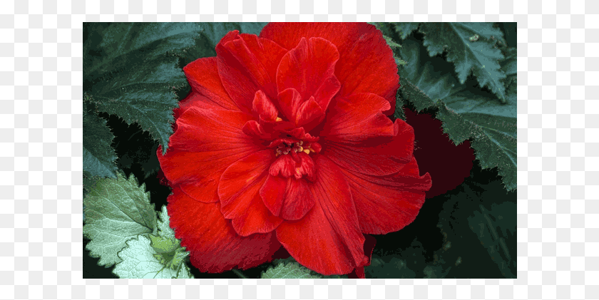 610x361 Добро Пожаловать На Сайт Городка Бейнбридж Гавайский Гибискус, Растение, Герань, Цветок Hd Png Скачать