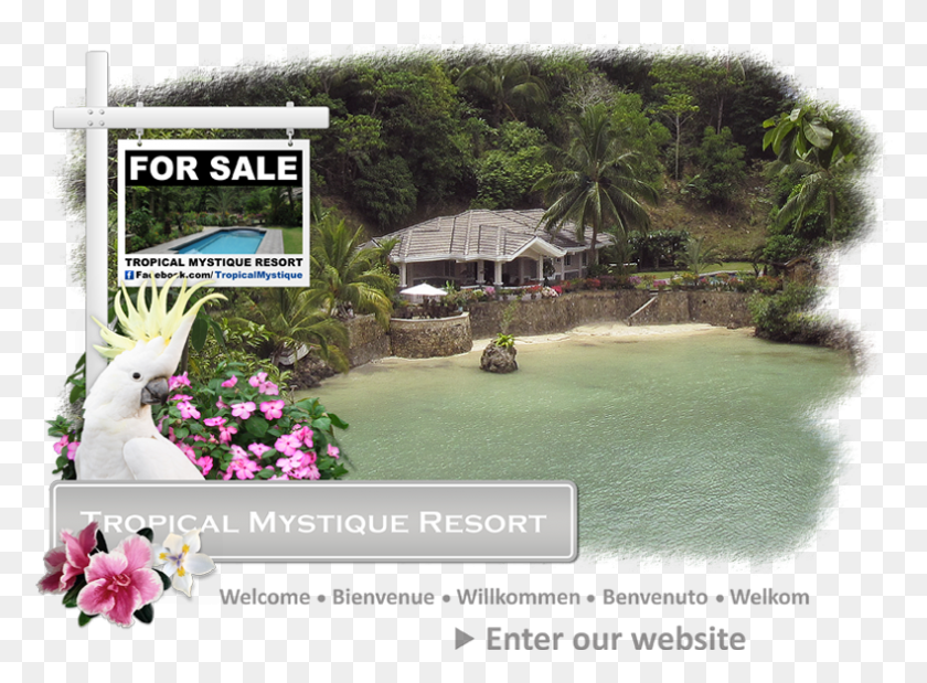 790x567 Descargar Png / Bienvenidos A La Tropical Mystique Resort Lobelia, Al Aire Libre, Planta, Edificio Hd Png