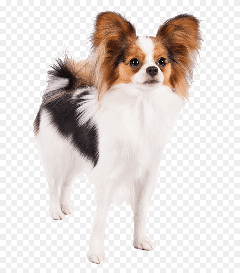617x896 Well Animal Vet Clipart Papillon Dog Transparent Background, Cocker Spaniel, Pet, Canine HD PNG Download