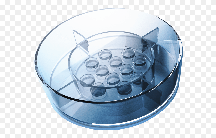 584x477 Well Gps Dish Microdrop Culture Embryo, Bowl, Glass, Helmet HD PNG Download