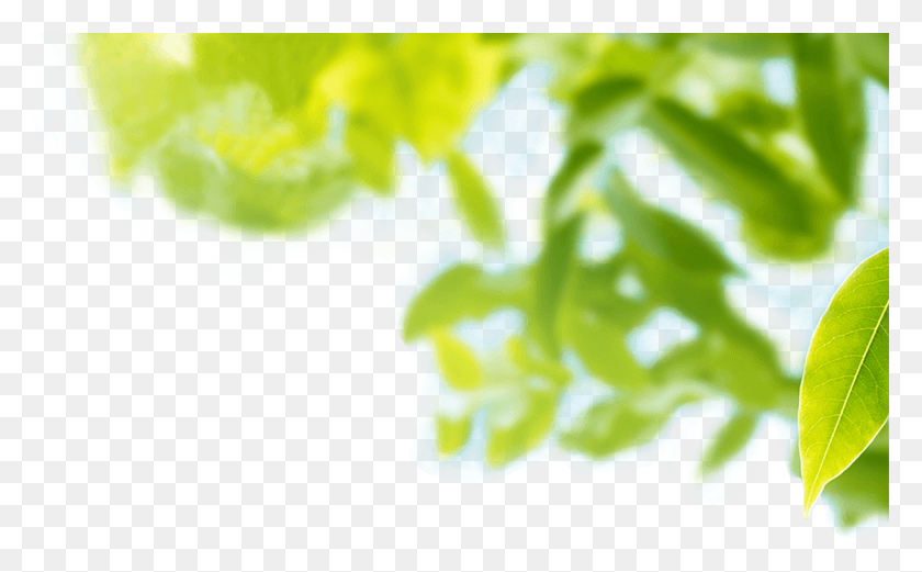 1113x659 Это Именно То, Что Крылатый Пикмин Такое Дерево, Растение, Лист, Растительность Hd Png Скачать