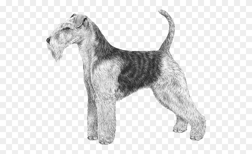 540x453 Welsh Terrier Lakeland Terrier, Dog, Pet, Canine HD PNG Download
