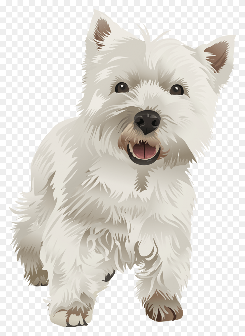 1097x1538 West Highland White Terrier Vector, Pet, Animal, Dog HD PNG Download