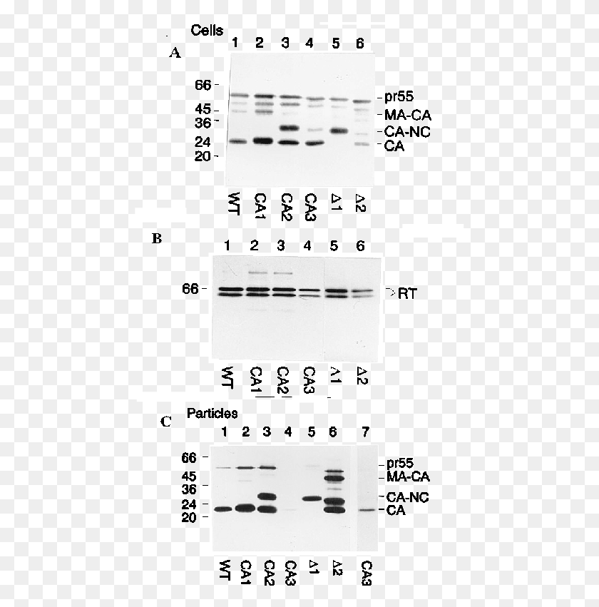 463x791 Western Blot Analysis Of Gag And Pol Gene Products Monochrome, Plan, Plot, Diagram HD PNG Download