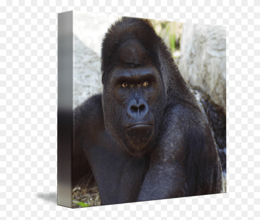 638x650 Western Gorilla Common Snout Terrestrial Animal Transprent Monkey, Ape, Wildlife, Mammal HD PNG Download