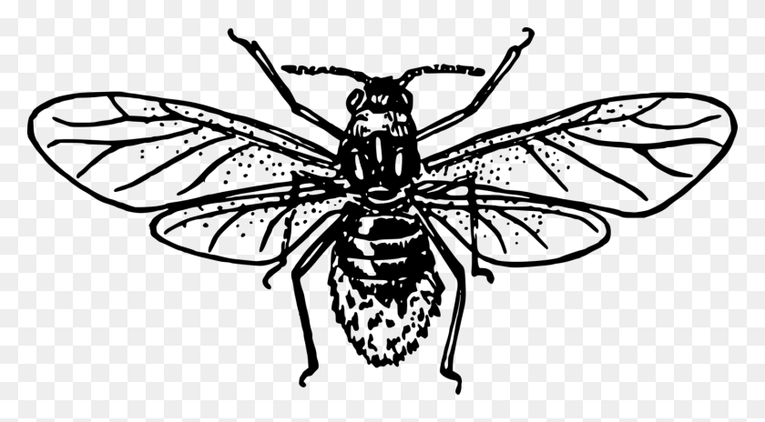 1447x750 Western Honey Bee Insect Drawing Art Honey Bee Clipart Black And White, Gray, World Of Warcraft HD PNG Download