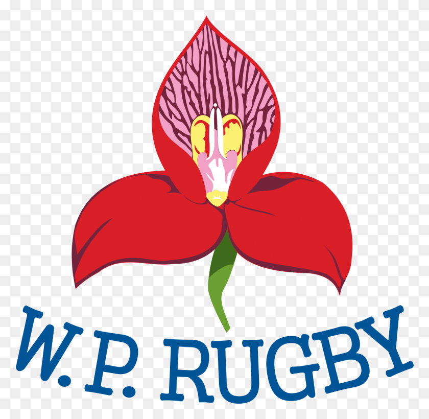 1156x1127 Descargar Png Equipo De Rugby De La Provincia Occidental De Wikipedia, La Cadena De Suministro De Dhl, Planta, Flor, Flor Hd Png