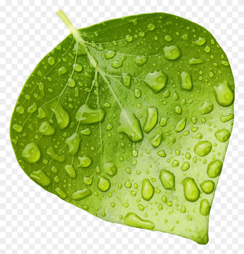 977x1021 Wet Leaf Wet Green Leaf, Plant, Droplet, Rug HD PNG Download