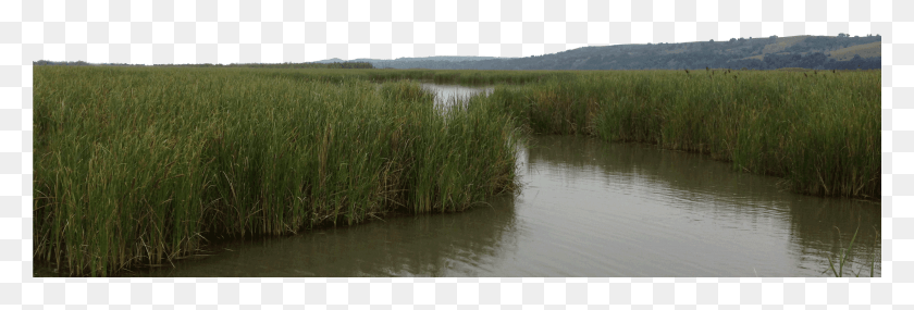 3265x946 Wetland Transparent, Land, Outdoors, Nature HD PNG Download