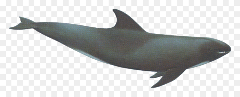 1519x547 Кит, Морская Жизнь, Животное, Дельфин Hd Png Скачать