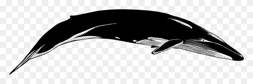 1845x520 Кит И Дельфины Сохранение Китов Китообразные Кит Синий Кит Силуэт, Лук, На Открытом Воздухе, Природа Hd Png Скачать