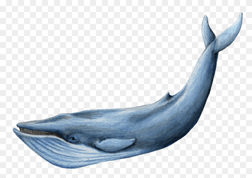 1008x689 Кит Синий Кит, Морская Жизнь, Животное, Млекопитающее Hd Png Скачать