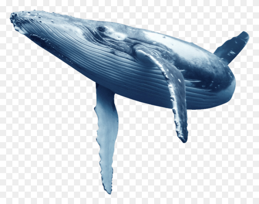 876x674 Whale Bluewhale Sinij Kit Kit, Mammal, Sea Life, Animal HD PNG Download