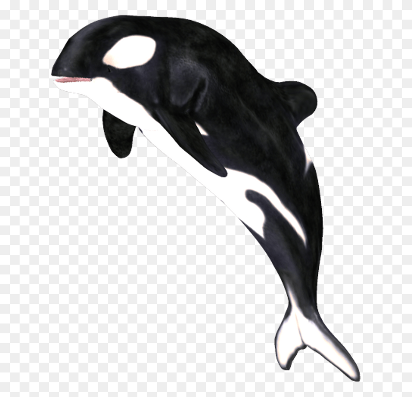 631x750 Whale By Clipartcotttage Orca Whale, Mammal, Animal, Sea Life HD PNG Download