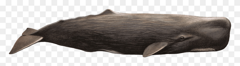 1656x365 Whale Humpback Whale, Wood, Soil, Rock HD PNG Download