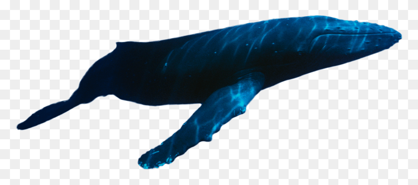 1733x694 Whale Swimming, Sea Life, Animal, Manta Ray HD PNG Download