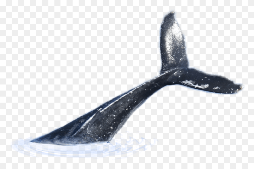 951x610 Whale Tail Whale Tail, Outdoors, Nature, Ice HD PNG Download