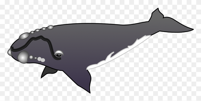 1281x594 Whale With Barnacles Clipart, Sea Life, Animal, Mammal HD PNG Download