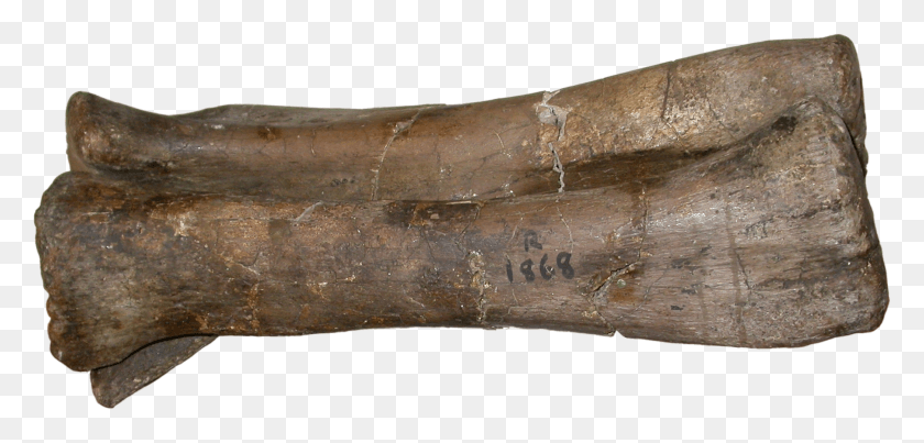 1805x795 Descargar Png / Antebrazo De Pelorosaurus Becklesii Driftwood Png